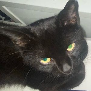 Meet your Posher, Collin